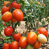 PETO 86 F1.jpg